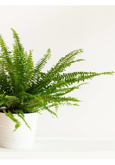 Serada Decor Plant Aşk Merdiveni Fujer Dolgun Formlu 14.5 Saksıda İç Mekan Bitkisi Salon Bitkisi