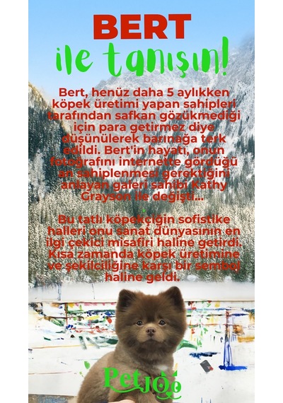 Petjoo 13.Bert Yeşil-Kırmızı Qr'lı Köpek Künyesi