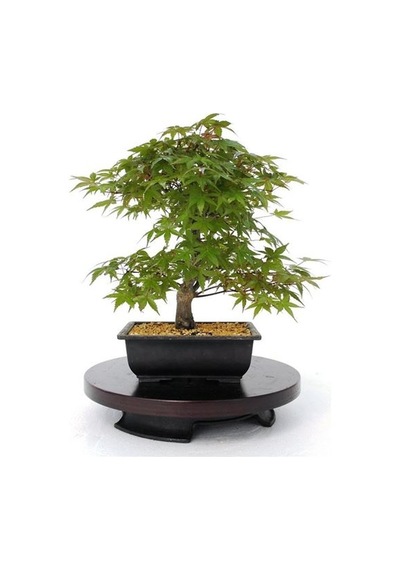 Japon Redwood Bonzai Ağacı Tohumu Ekim Seti 5 Tohum +Saksı+Toprak