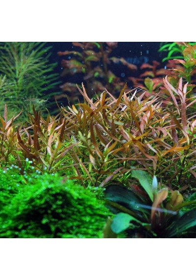 Ludwigia Brevipes 5 Dal Kolay Akvaryum Zemin Bitkisi Canlı Akvaryum Bitkisi