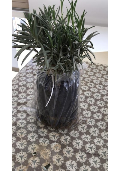 Kabristan Mezarlık İçin Lavanta Fidanı 15-25 Cm 3 Adet