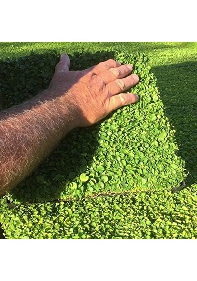 Miracle Tohum Dona Dayanıklı Dichondra Repens Fare Kulağı Tohumu 1000 Gram