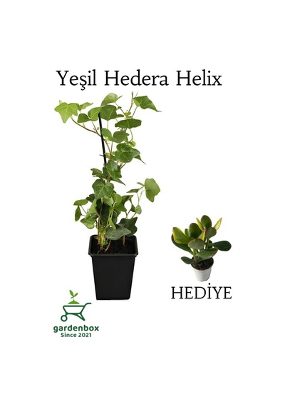 Hedera Helix Duvar Sarmaşığı 1 Adet Saksılı 30-50cm+yeşim Para Çiçeği