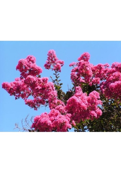 Serada Decor Plant Pembe Oya Ağacı Fıdanı 60 Cm Saksılı