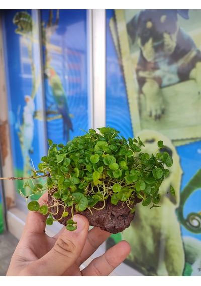 Dichondra Repens "Kayaya Tutturulmuş"