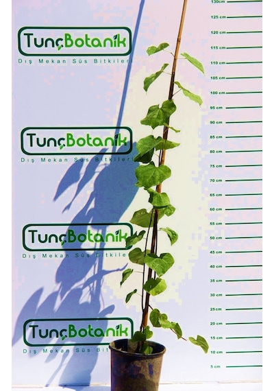 Erguvan Ağacı 1 Metre
