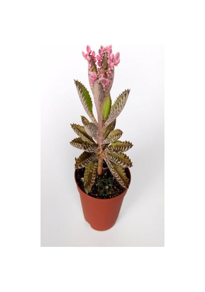 Pembe Aşkın Gözyaşı 1 Adet Saksılı 10-15cm Kaktüs Ve Sukulent Kalanchoe Daigremontiana
