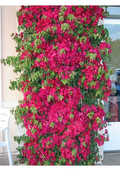 Videolu 1 Adet Kırmızı Renk Begonvil Çiçeği Fidesi 30-45 Cm Tüplü Çiçekli Bodur Bitkiler Begonia