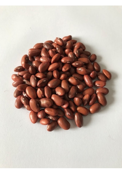 Yerli Sarıkız Erken Oturak Fasulye Tohumu 500 GR