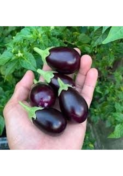10 Adet Tohum Mini Mor Patlıcan Tohumu + Tohum