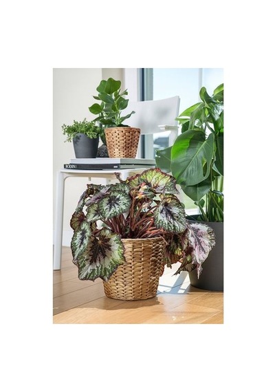 Ikea Frıdfull Rattan Saksı, Su Sümbülü 13893885