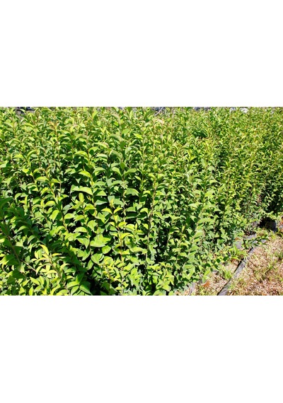 Ligustrum Kurtbağrı 10 Adet 100-120 Cm - Çit Bitkisi Büyük Boy