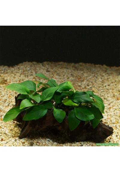 Anubias Barteri Var. Nana 1 Ad 4-5 Yaprak
