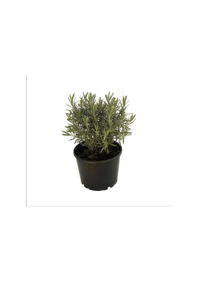 Lavandula Angustifolia Çiçeği Fidanı 10-20 Cm