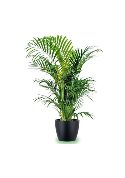 Areka Palmiyesi 170-180 Cm -  Salon Ofis Bitkisi 6343