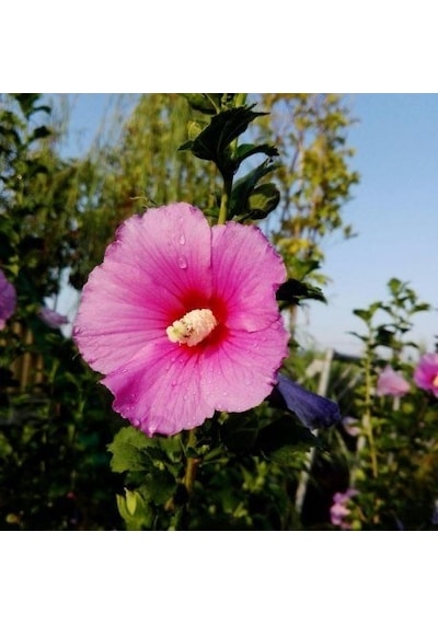 Gülhatmi Alcea Rosea 3 Adet