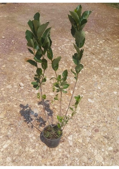 Aronya Fidanı 3-4 Yaş 80-100 Cm 2 Adet