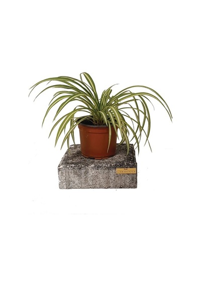 Variegatum Chlorophytum Comosum Kurdele Çiçeği 10-20 Cm