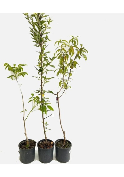 Black Amber Erik Fidanı 2-3 Yaş 70-90 Cm Bol Verimli Soğuğa Dayanıklı