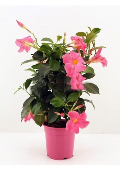 Pembe Çiçekli Mandevilla Sandavilla Saksılı Tırmanıcı, 30-60 Cm, Dış Mekan Sarmaşık