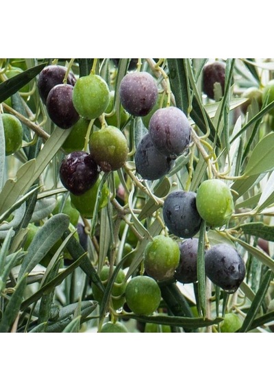 Her İklime Uygun Yağlık Ve Yemelik Tüplü Bursa Zeytinasi Zeytini Fidanı