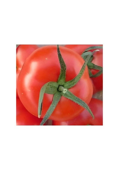 Tane Salkım Domates Tohumu - 2274-3 Gram