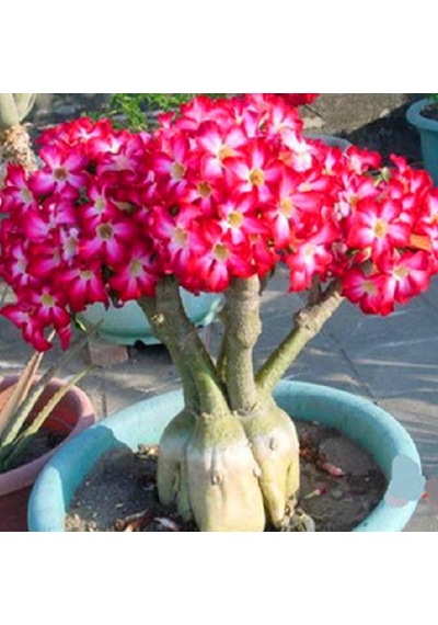 1 Adet Tohum Adenium Obesum Afrika Çöl Gülü Bonsai Ağaç Tohumu