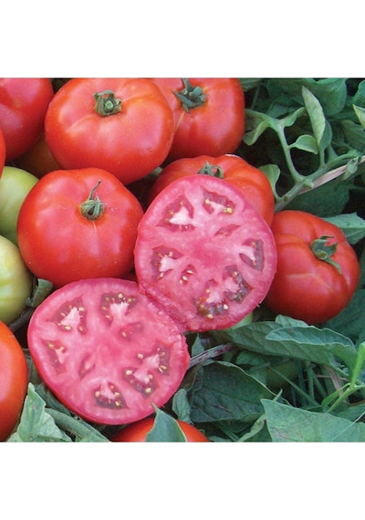 Eko Paket Ankara Ayaş Domatesi Tohum Domates Tohumu Ayaş Domatesi 35 Tohum..