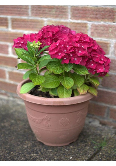 Kırmızı Ortanca Çiçeği 30 50 Cm 1 Adet Saksılı Çiçekli Bodur Bitki Hydrangea Macrophylla Diğer