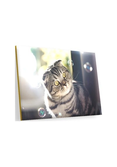 Cakasepetim Scottish Fold Tekir Ve Baloncuklar Ahşap Mdf Tablo