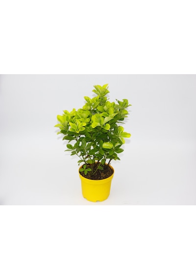 Sarı Gold Taflan Euonymus 10 Adet - Sarı Saksıda  6265