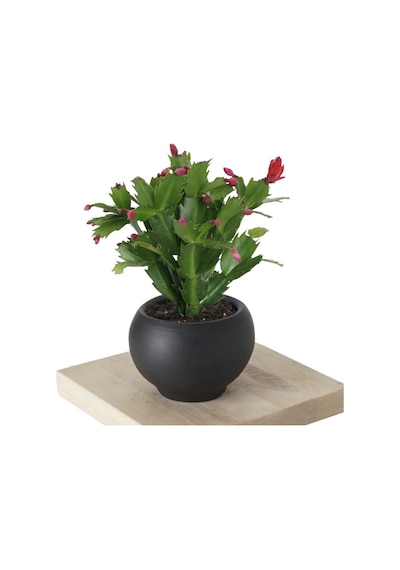 Serada Decor Plant Yılbaşı Kaktüsü Schlumbergera Truncata
