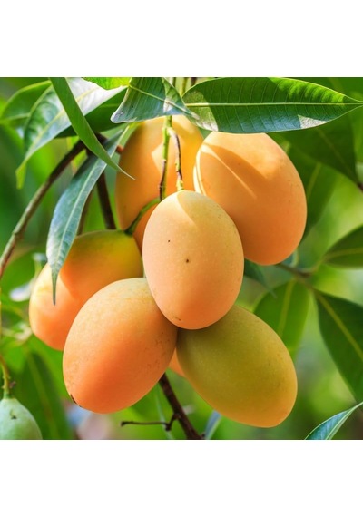 Aşılı Sweet Yellow Mango Fidanı - 2 Yaş - Tüplü 60-70 Cm - Yüksek Şeker Oranlı Lifsiz Sarı Mango