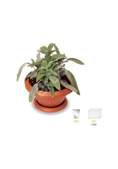 Fruticosa Anatolian Sage Fruticosa Anadolu Adaçayı Fidanı 10-20 Cm