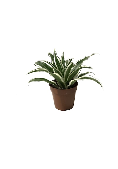 Dracaena Fragrans 'White Jewel' Ø12 CM Y20-25CM