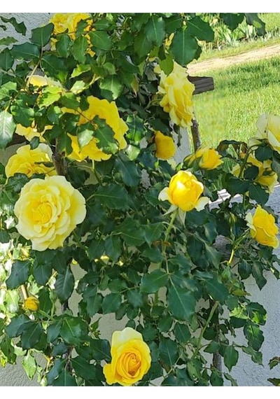 Landora Gül Fidanı Sarı Renkli 30 60 Cm 1 Adet Saksılı Aşılı Gül Yellow Rose