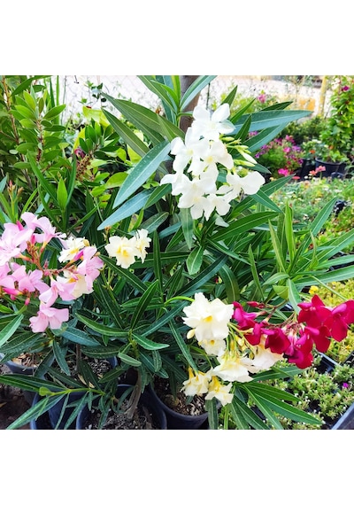 Zakkum Çiçeği Nerium Oleander - Renkli Ve Dayanıklı Çiçekli Bitki