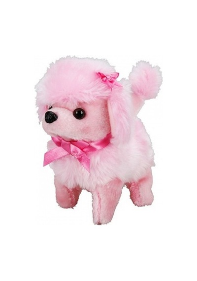 Sunman Sevimli Köpek Poodle.