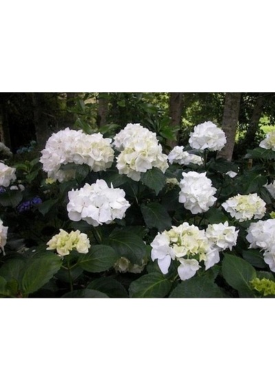 Beyaz Ortanca Fidanı 1 Yaşında 30 Cm