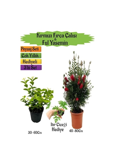 Kırmızı Fırça Çalısı+kokulu Ful Yasemin+ıtır Çiçeği Peyzaj Seti