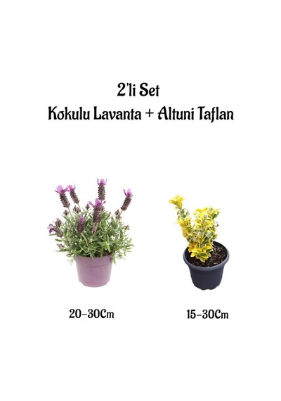 Yoğun Kokulu Mor Renk Lavanta Fidanı+altuni Taflan Çit Bitkisi 2'li Set Bahçe Bitkisi