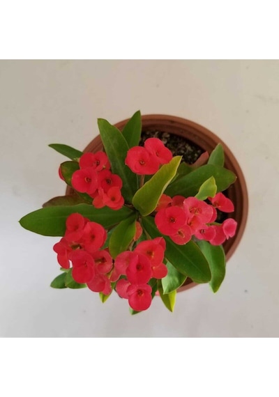 Videolu Kırmızı Renk Milli Dikenler Tacı 1 Adet Saksılı 10-20cm Salon Ofis Ev Bitkisi Euphorbia