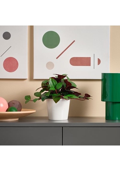 Ikea Fejka Yapay Bitki, Yeşil, 9 Cm, İç/dış Mekan Mücevher Orkidesi