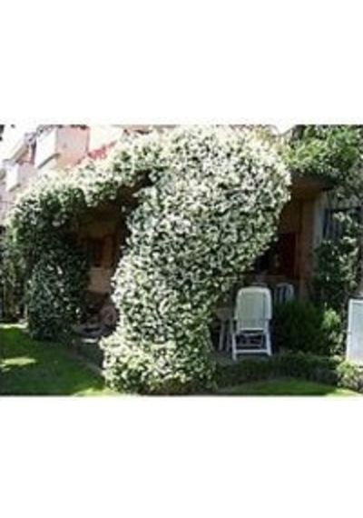 10 Adet Arap Yasemini Fidanı