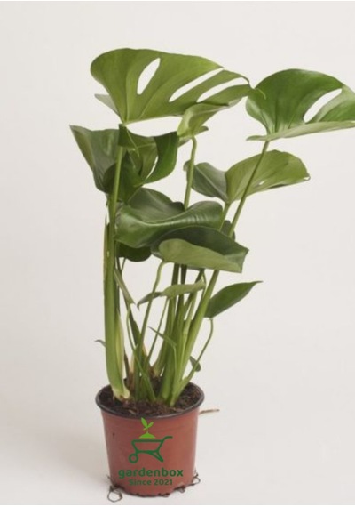 Monstera Deve Tabanı Çiçeği Dolgun Formlu 30-50cm