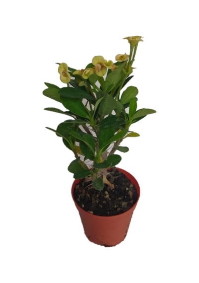 Euphorbia Milii Dikenler Tacı Aşılı Kaktüs