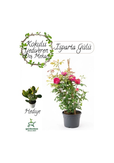 Kokulu Reçellik Iparta Gülü Fidanı 1 Adet Saksılı 30-60cm+ Para Çiçeği