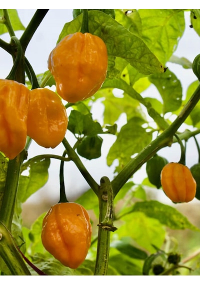 Habanero Lemon Pepper / 350.000 Scoville - Gerçek Taze Acı Biber