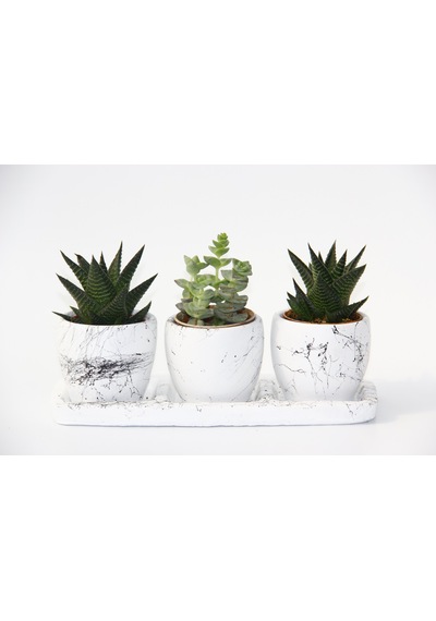 Trio Beyaz Sukulent Seti - Haworthia. Crassula Perforata
