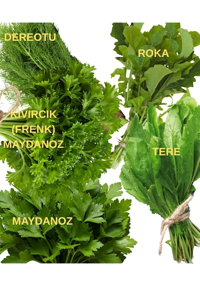 Yeşillik Tohum Seti Maydanoz, Kıvırcık Frenk Maydanoz, Tere, Roka Ve Dereotu 10 Gr.' Lık Paketler 10 Gr.